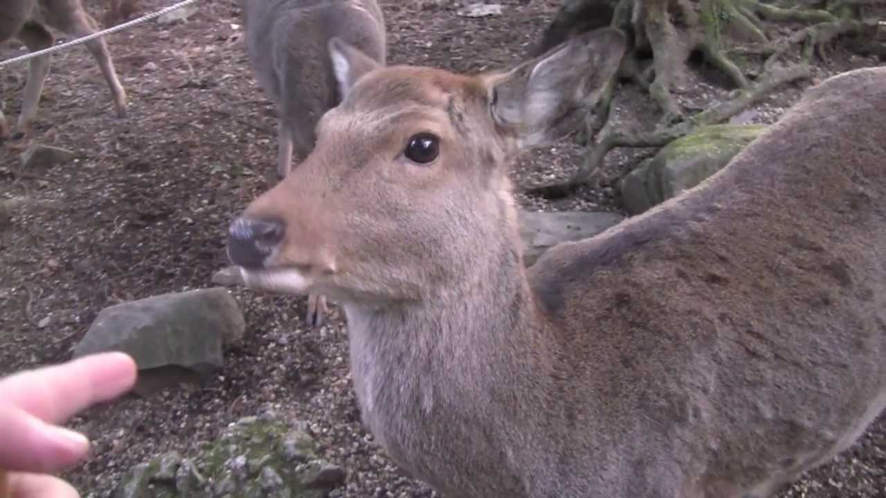 Japanese Bowing Deer of Nara
