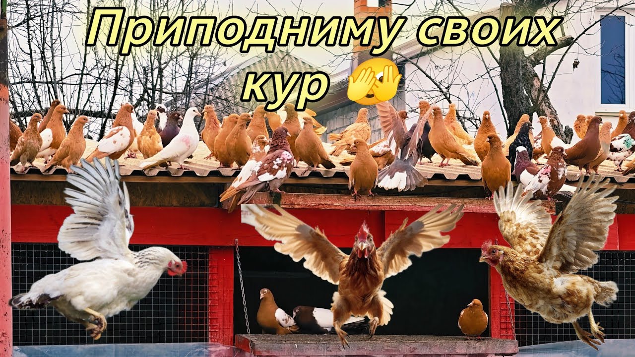 Голуби они же мои куры