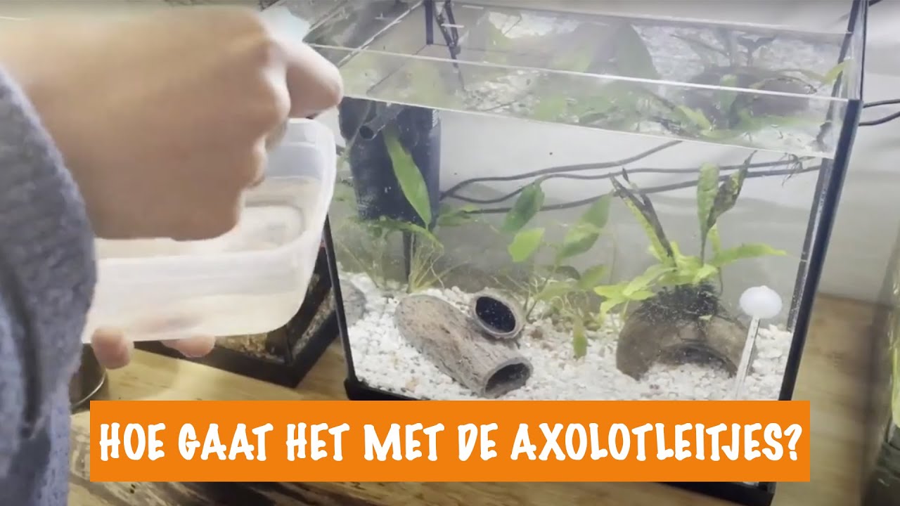 Hoe gaat het met de eitjes van de Axolotl? | DierenpraatTV