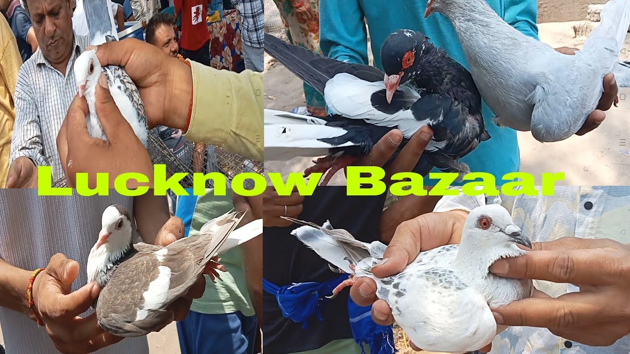 Lucknow kabootar Bazaar                       25/05/2025 New Video 2025