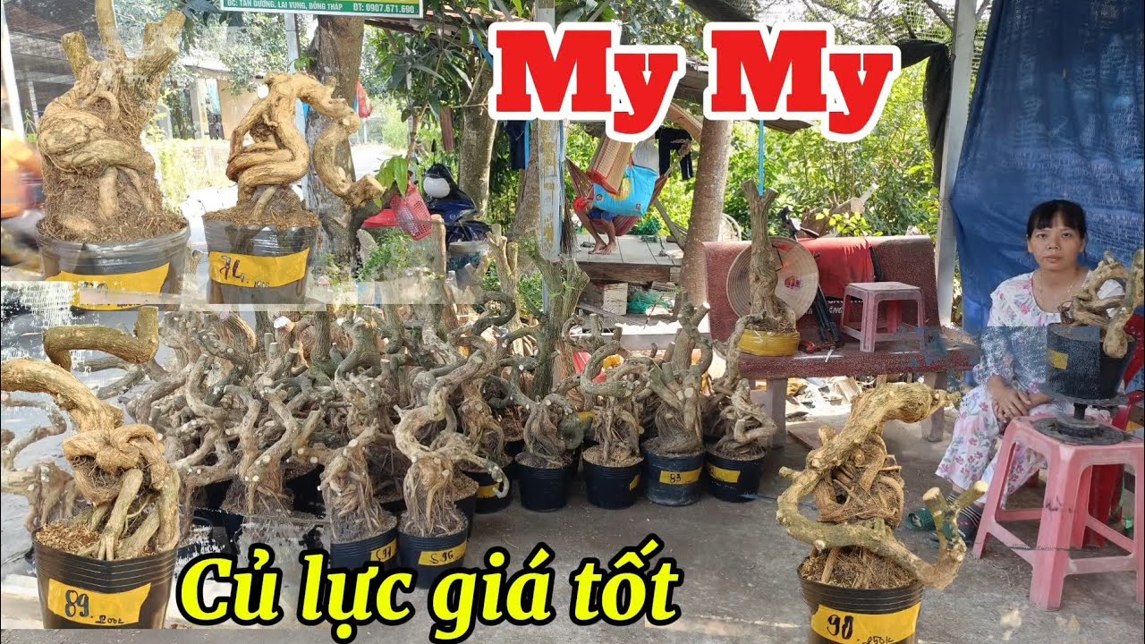 27/1/2026_My My #0907671690 _Sam củ đẹp,sam hoa,sam song hinh cây củ đế, một thân,2 than,3 than quái