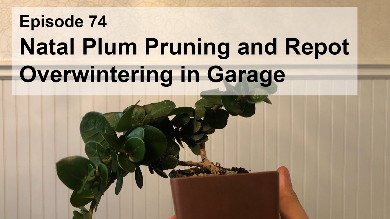 Episode 74, Natal Plum Repot and Pruning, Overwintering in Garage