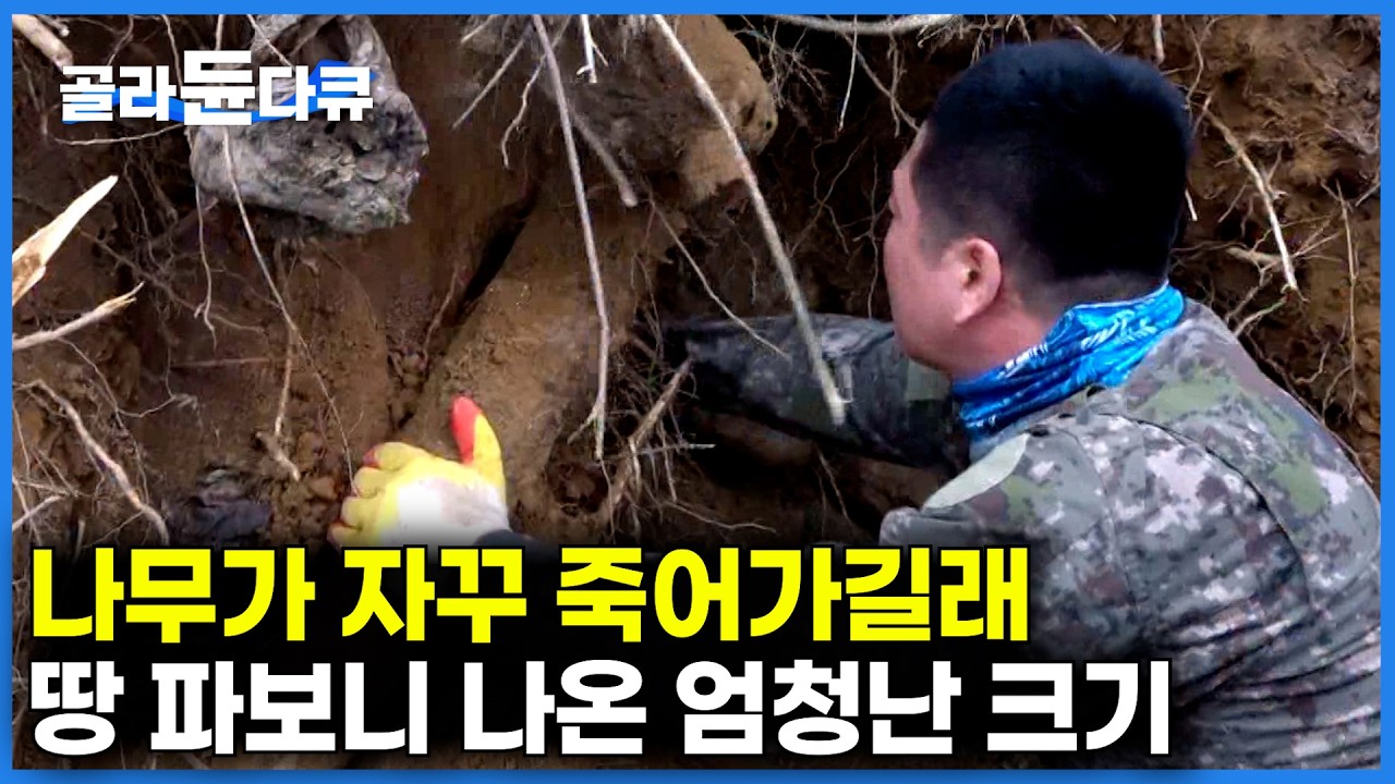 땅은 좋은데 나무가 자꾸 죽는다｜이상하다 싶어 땅을 파봤더니, 땅 아래에서 나온 사람만한 대물｜산 초토화. 칡 제거반｜극한직업｜#골라듄다큐