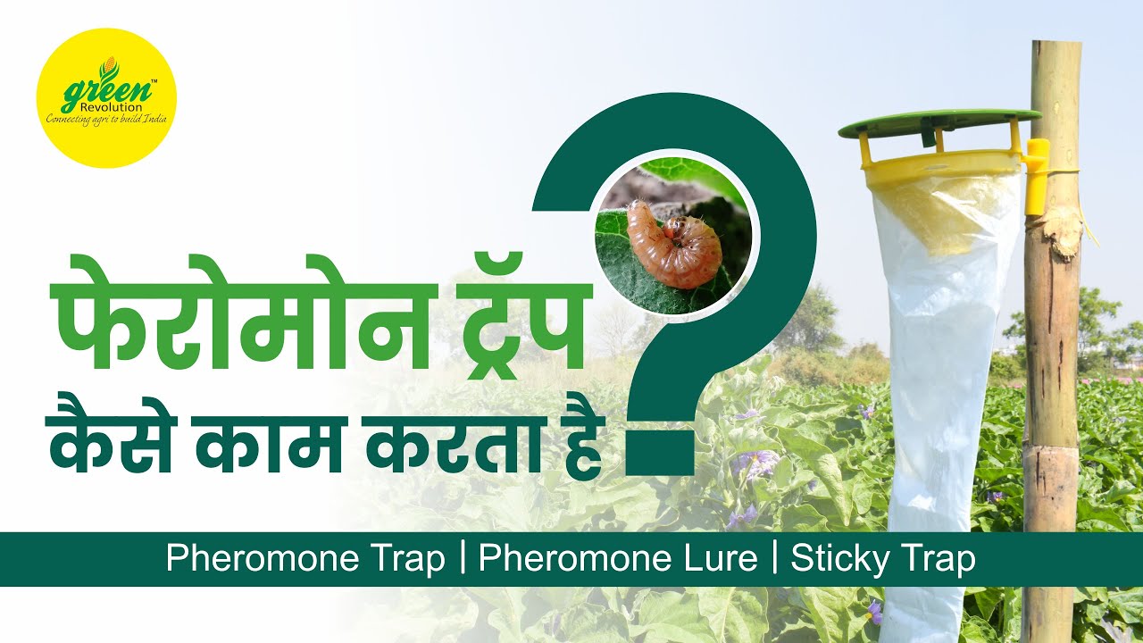 How Pheromone Trap Works? | Green Revolution Pheromone Trap | फेरोमोन ट्रैप कैसे काम करता है?