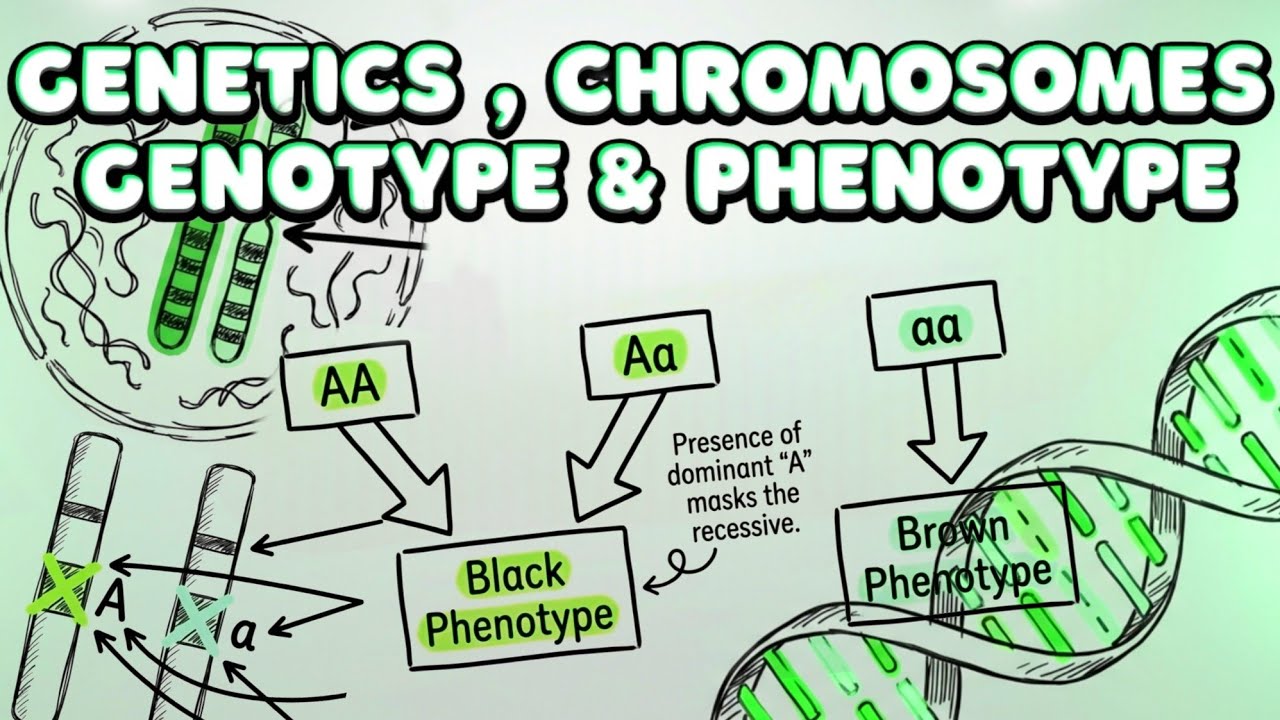 Chromosomes & Alleles, Genotype - Phenotype • Practical Genetics 