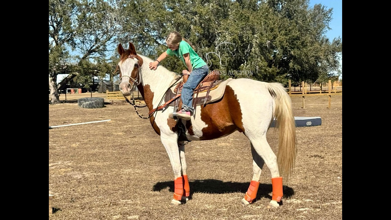 CHIEF - WWW.CLASSICHORSEAUCTION.COM