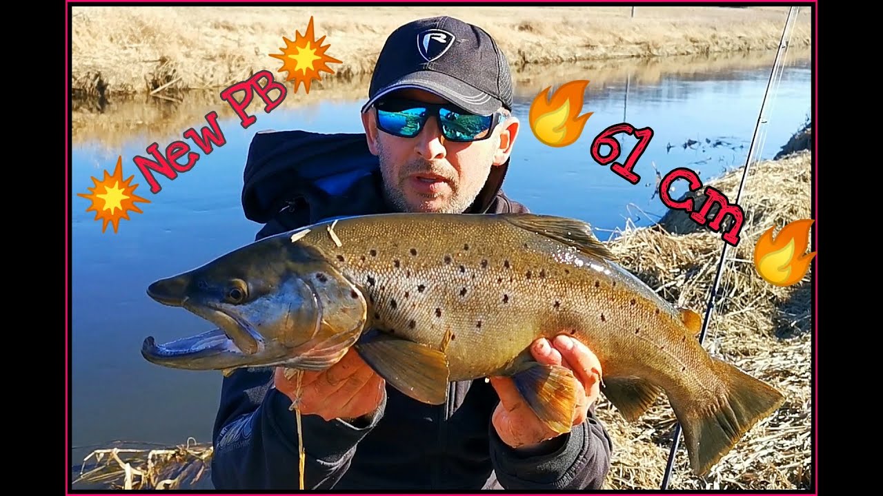 Pstrąg 61 cm ! Salmo Minnow 6 cm !