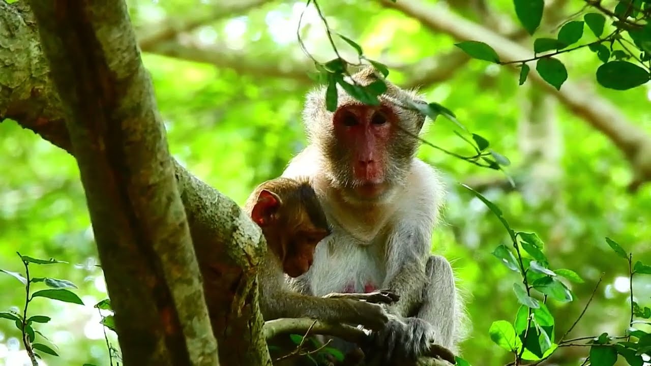 Ep3.... Monkey Jane's Family Update Today January 2022 [Compilation]