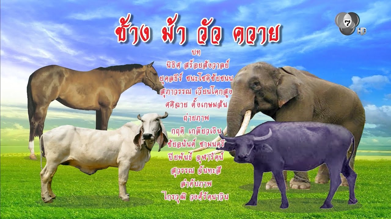 กระจกหกด้าน | ตอนช้าง ม้า วัว ควาย | 4 ก.พ.69