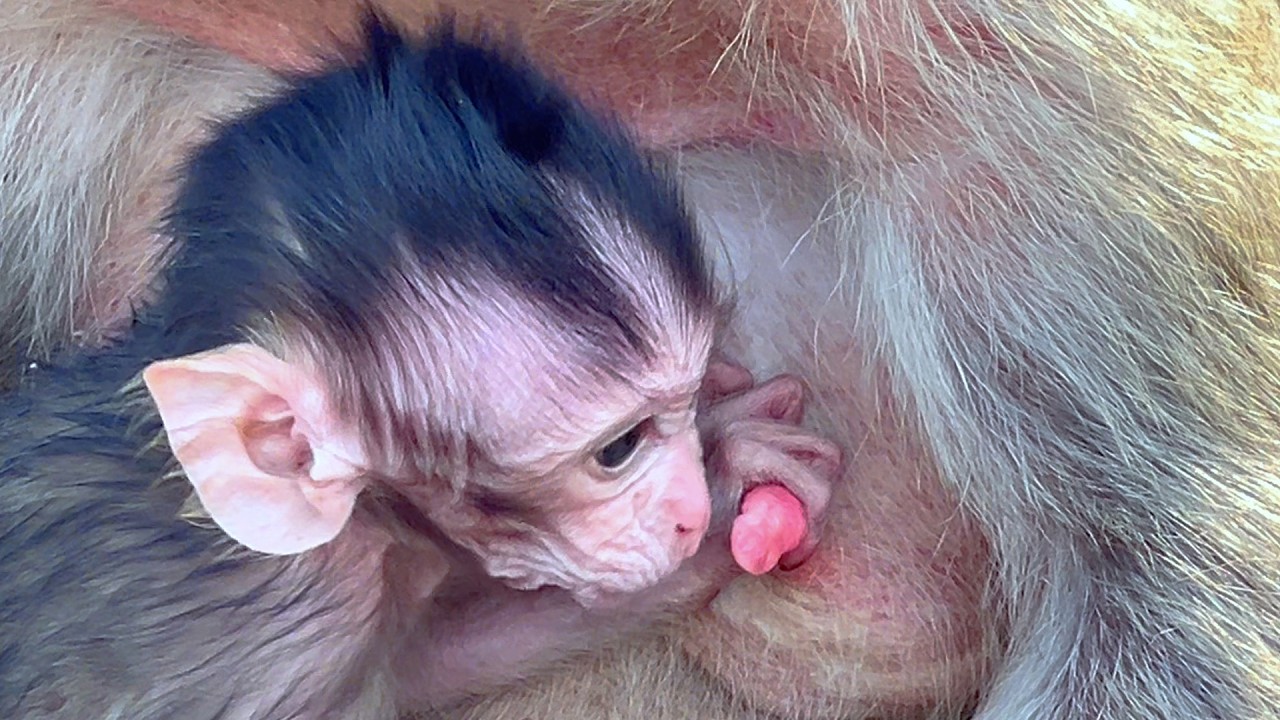 Gentle Moment  Newborn Baby Monkey Waits Calmly for Mama’s Care 💛🐒