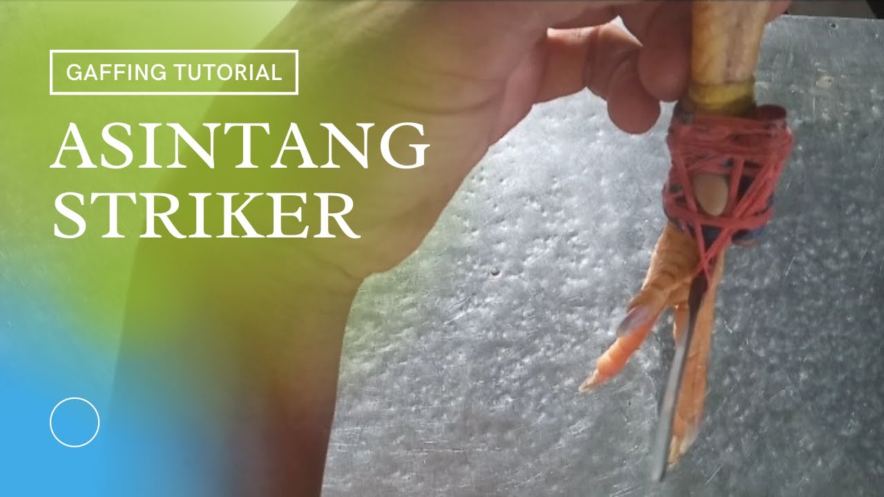 Asintang Striker, Taas at Baba Tatama ito !