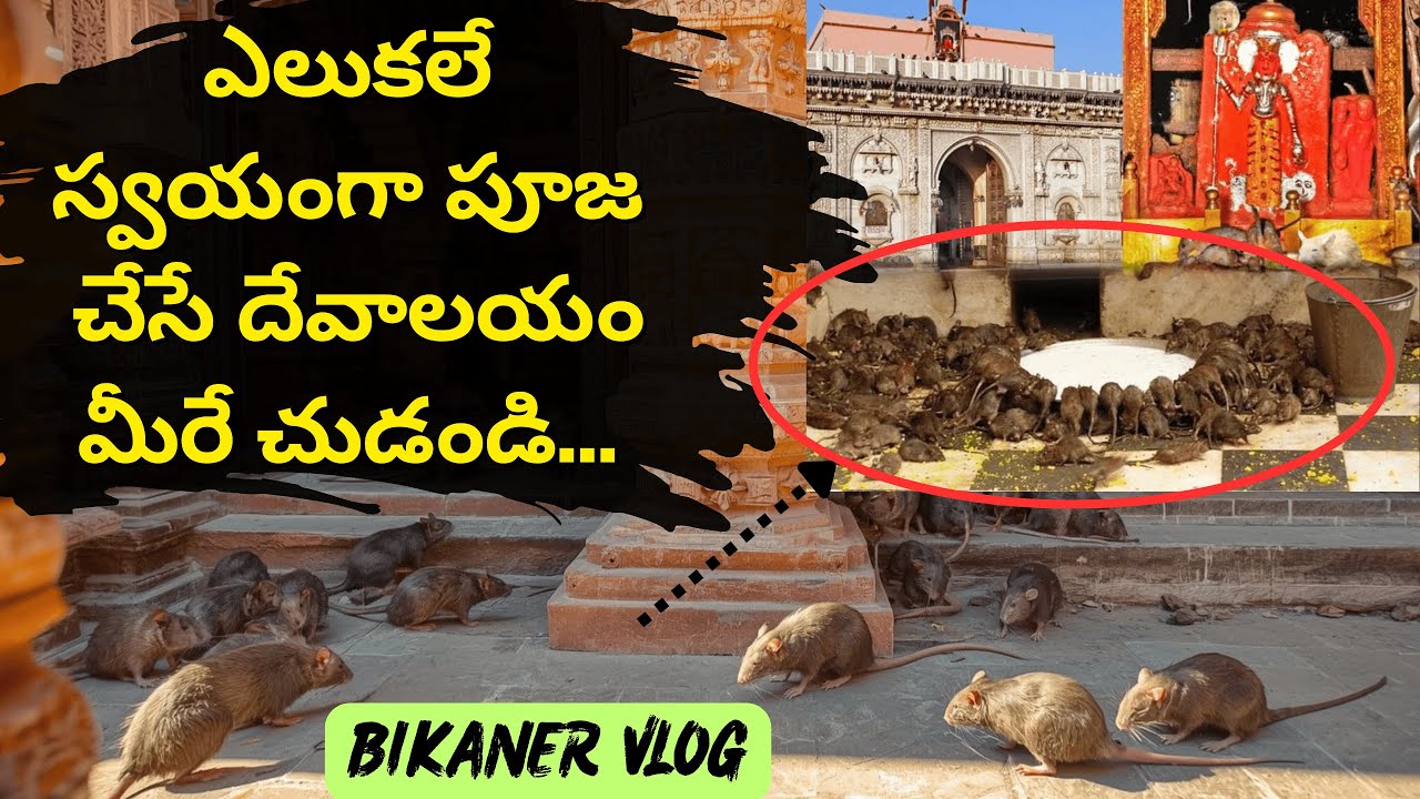 Best BIKANER Places and Food Tour (Telugu) | Bikaner Karni mata temple | Rajasthan