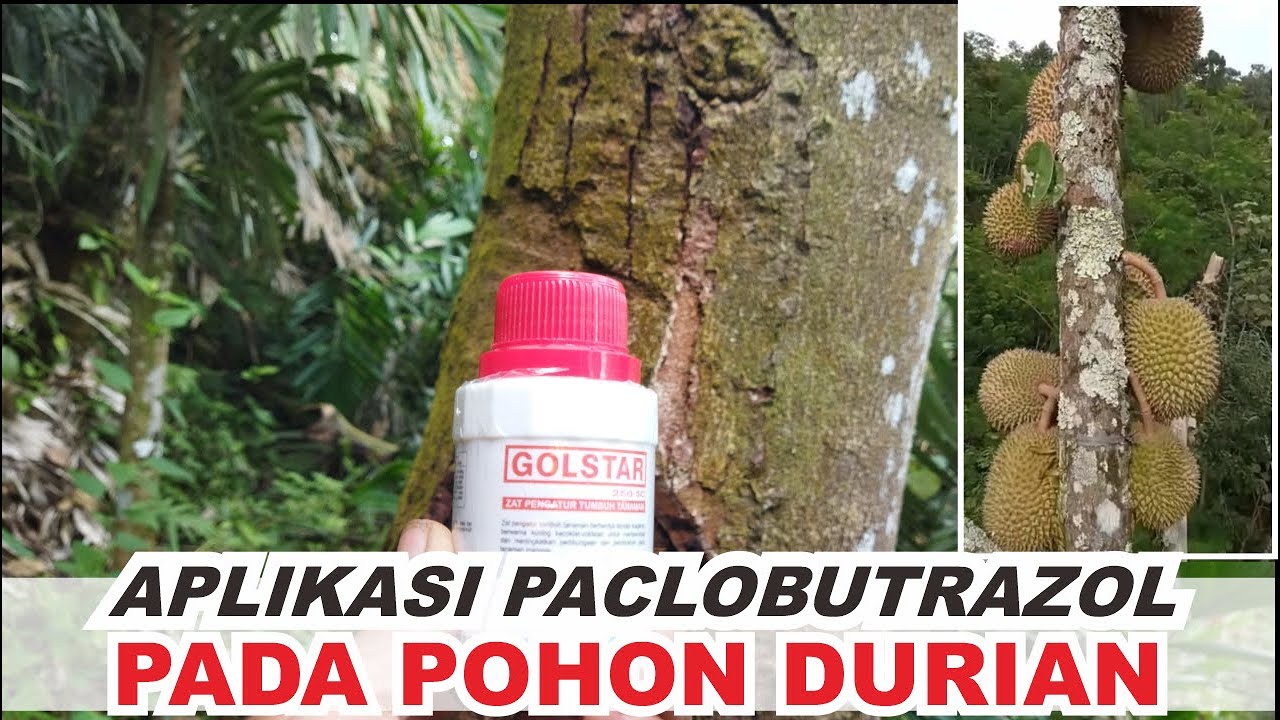 Aplikasi Paclobutrazol Pada Durian Memaksa Agar Berbuah Di Luar Musim