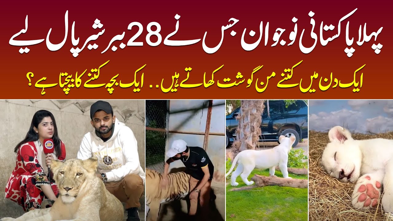 Ghar Me 28 Lions Paalne Wala Pehla Pakistani Naujawan Umair Qureshi | Animal Lovers