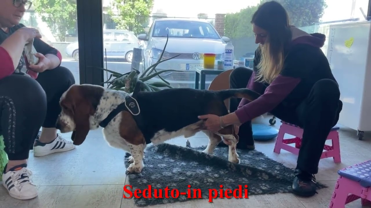 Riabilitazione in cane operato di ernia al disco - Fisioterapia Veterinaria Pisa®