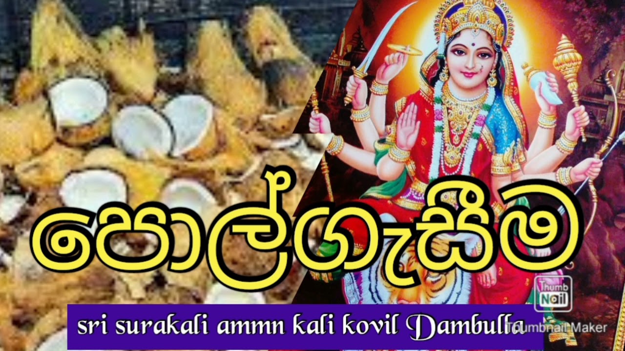 #Polgasima දැනගෙන කල යුතු පොල්ගැසීම