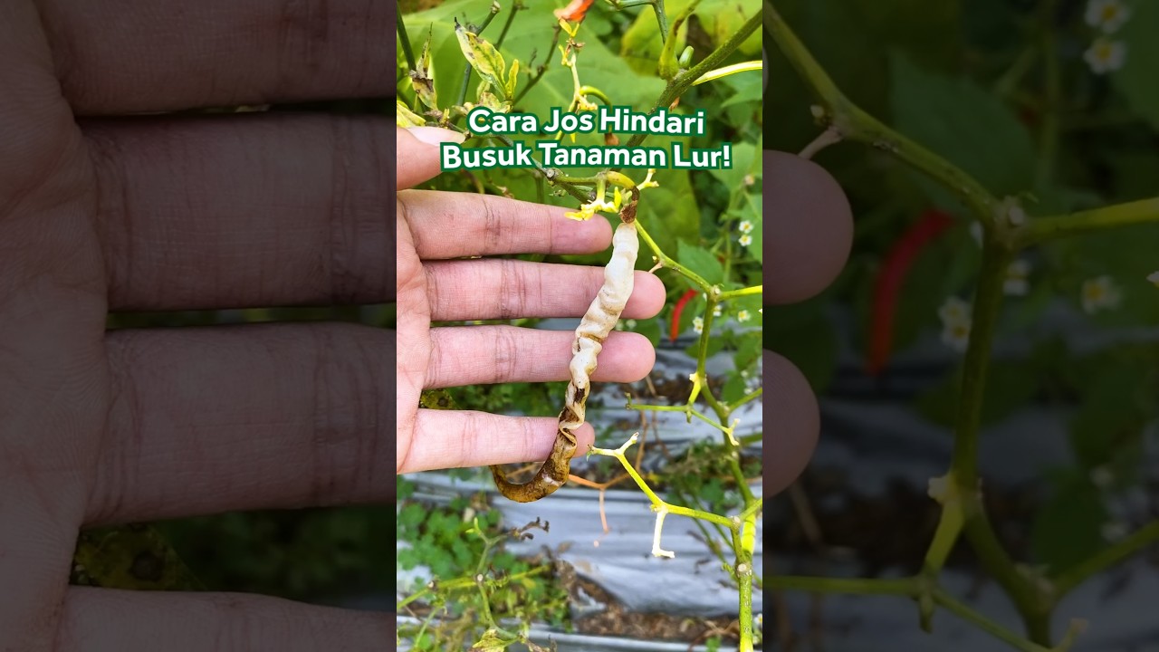 Cegah Busuk Sejak Awal Tanam Pakai Fungisida ini 🌱 #bisatani #berkebun #busukbatang