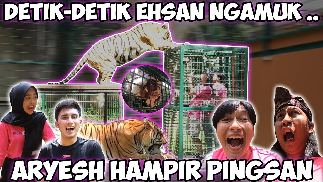 DETIK-DETIK HARIMAU ESHAN NGAMUK.. Aryes Hampir Pingsan.. || @AlshadAhmad