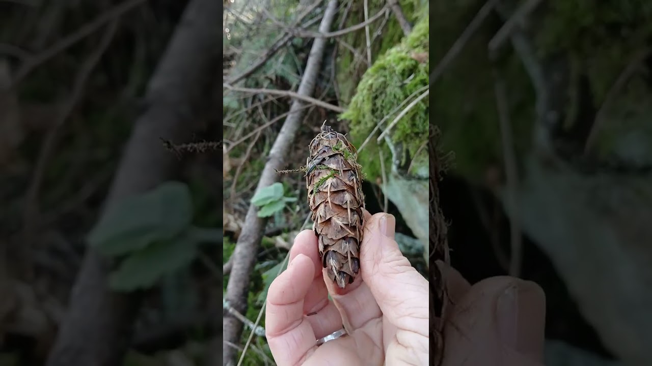 Fairy hunting on Fairyland Trail