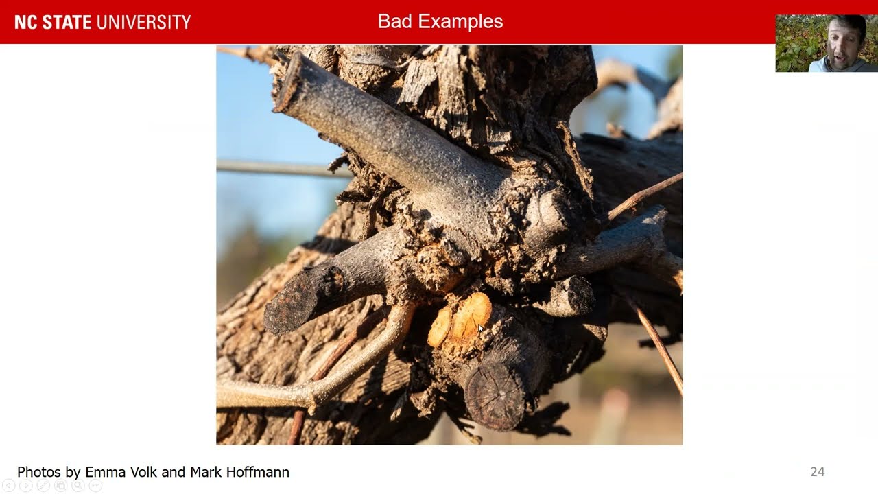 2022 Southeastern Muscadine School: How to train a young muscadine vine correctly.