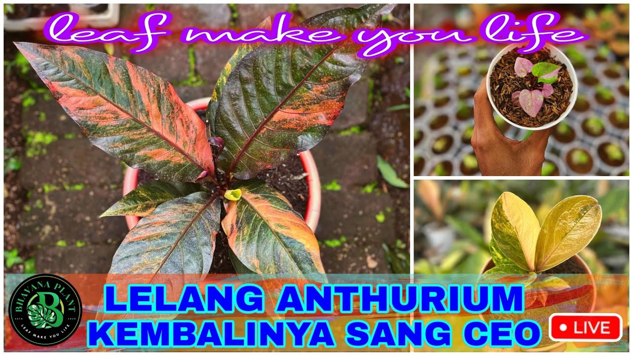 Bhavana plant sedang live LELANG ANTHURIUM kembalinya sang ceo #ceo #anthurium #hokerivar