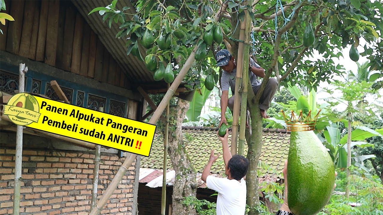 Akhirnya ‼ Alpukat pak Sariyono bisa Dipinang 