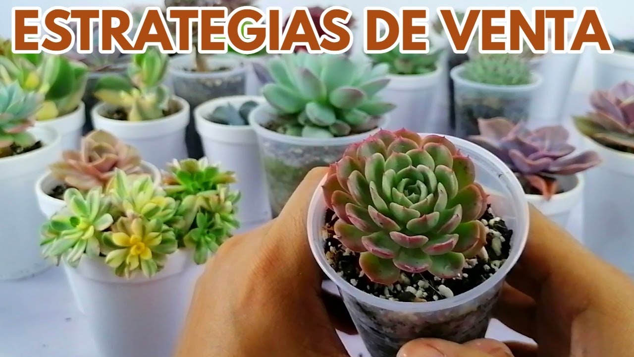 estrategias de ventas de suculentas en vasitos chuyito jardinero