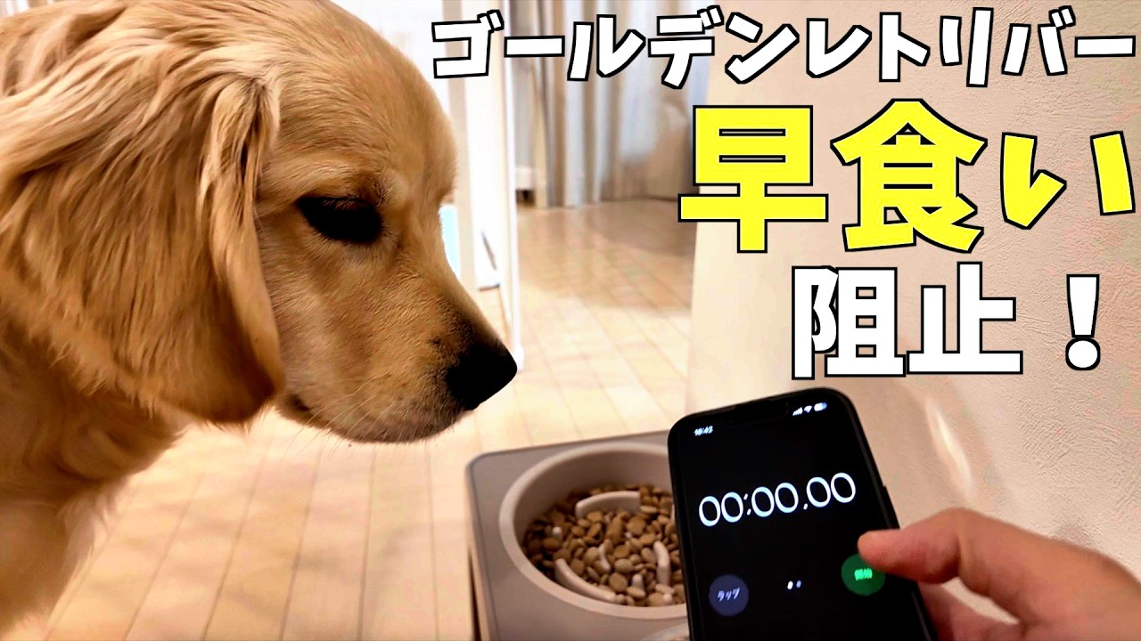 見つけた！早食い阻止アイテム！ゴールデンレトリバーの早食いを食い止めろ！タイム計測したら驚きの結果に・・・（花#23）