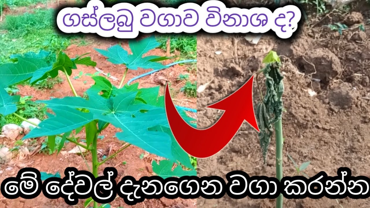 පැපොල් වගාවට සෑදෙන ලෙඩ රෝග සහ ඒවා හඳුනාගන්නා ආකාරය,ගස්ලබු වගාවේ ලෙඩ රෝග පාලනය Papow cultivation