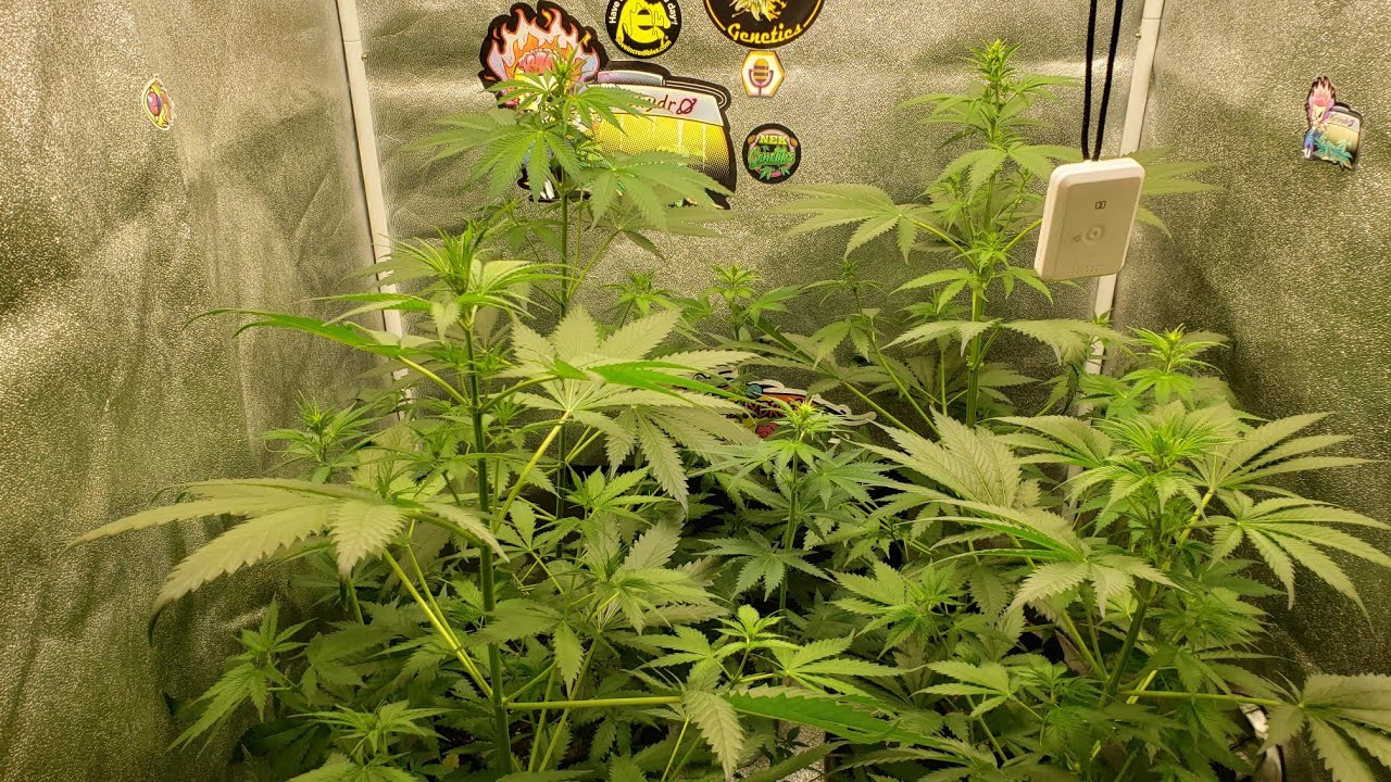 Day 39 of the #marshydrosp150 over my alaskan purple x og kush 6 days on 12/12 going to feed soon