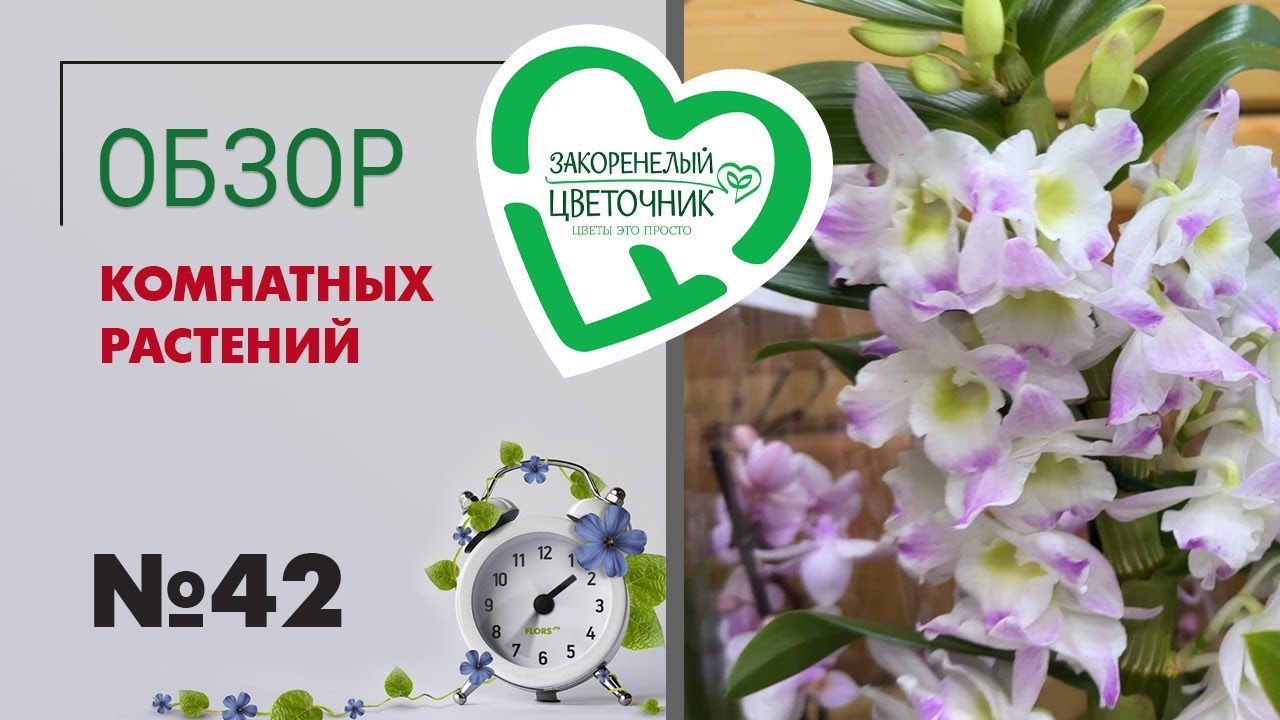 #42 Обзор комнатных растений в магазине | Орхидеи, суккуленты и кактусы, экзотические растения
