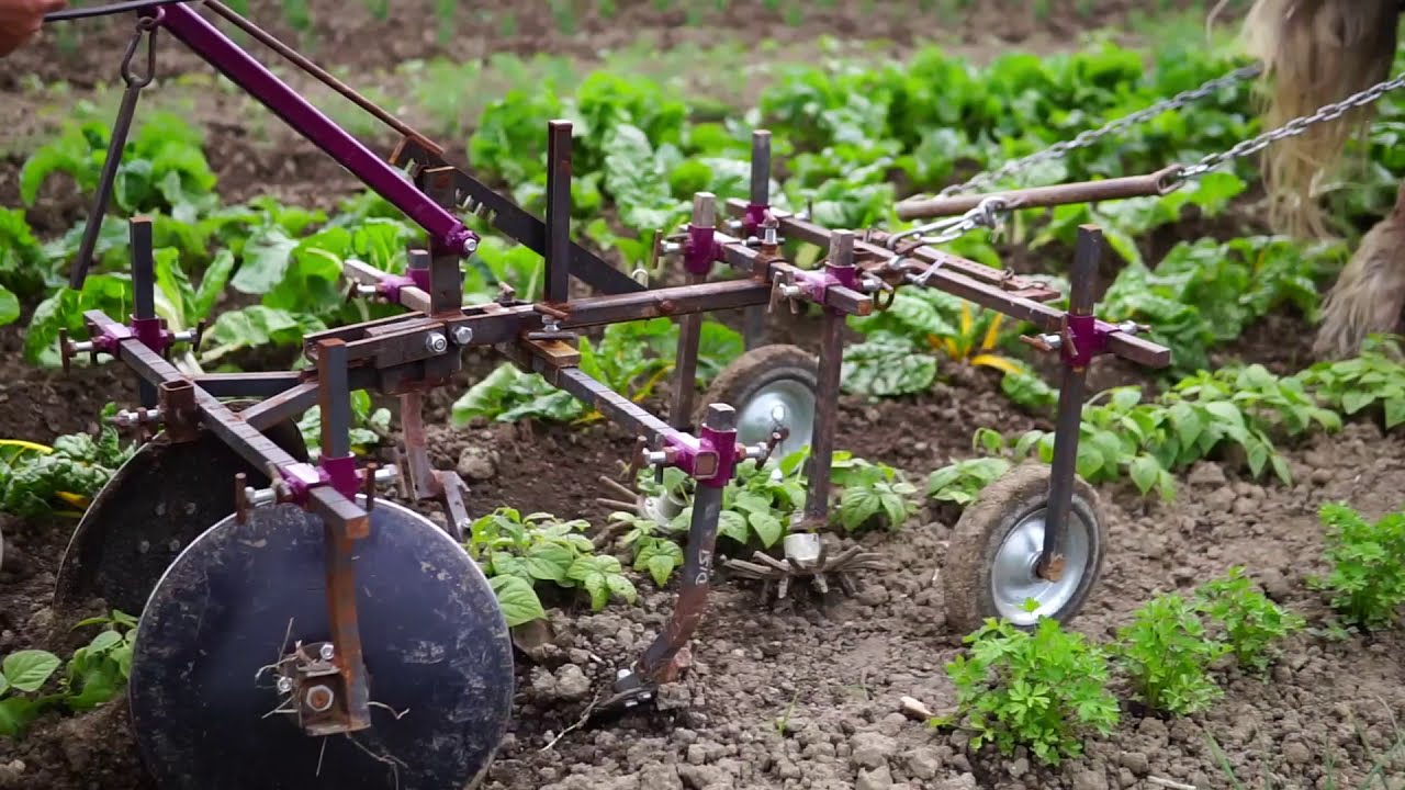 Traction animale : la Kombine un porte-outil pour le travail du sol et le binage de précision