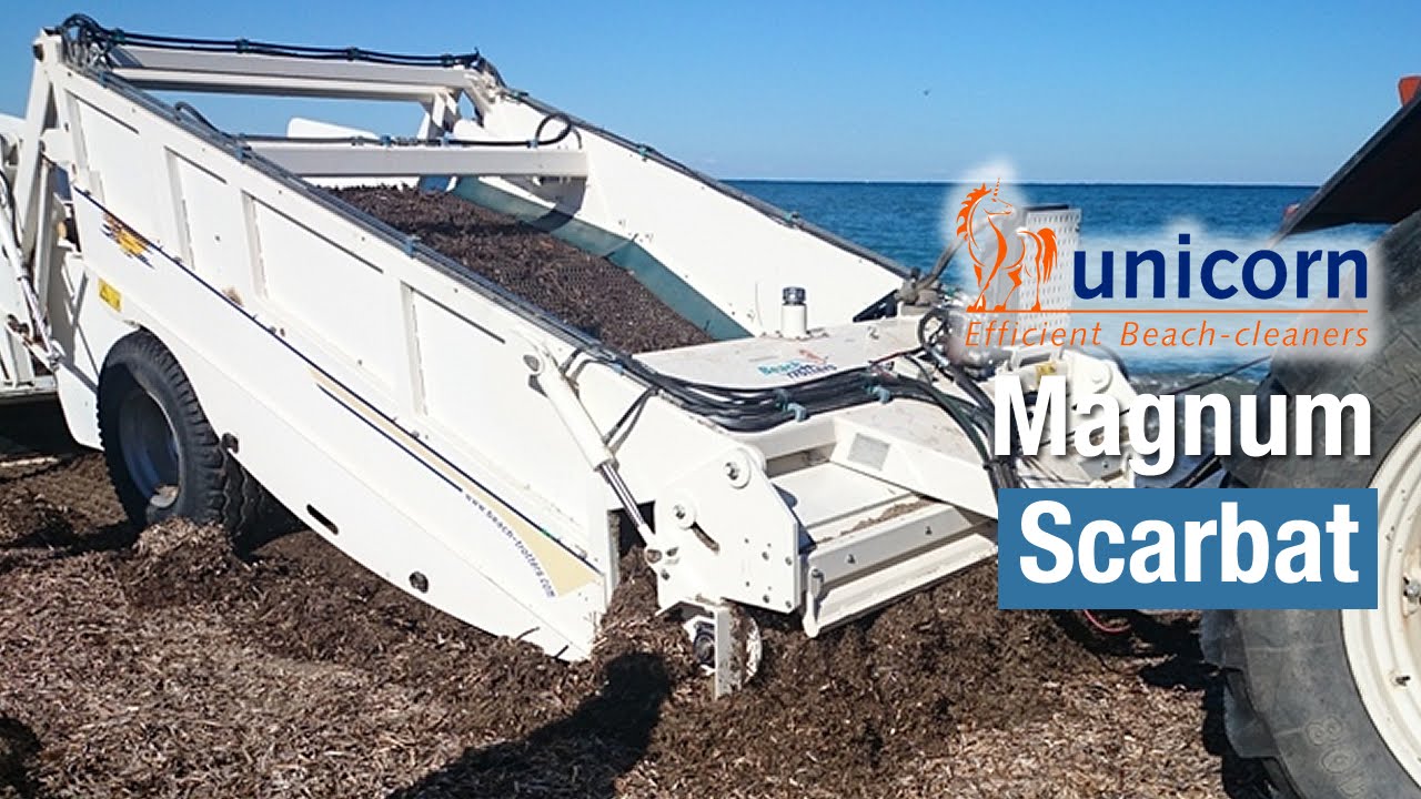Recogida y levante de algas y sargazo - Remove seaweed and sargasso  / sargassum