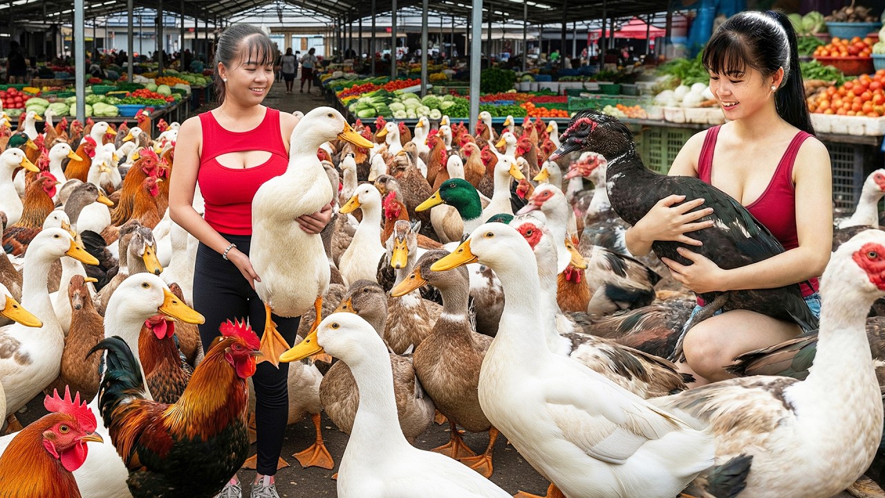 [REWIND TIMELAPSE] Harvesting Farm-Raised Many Chicken (Rooster), Geese, Ducks Go To Sell