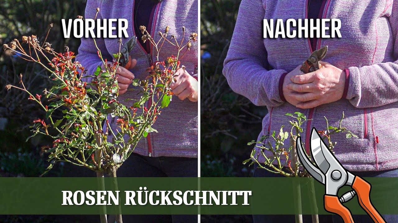 Rosen Rückschnitt - Wie und Wann beschneidet man Strauch und Stammrosen richtig?