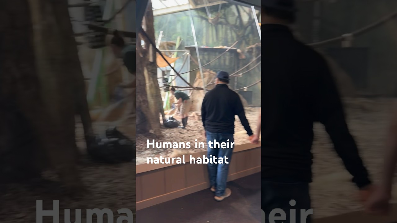Humans in their Natural Habitat: At the Zoo