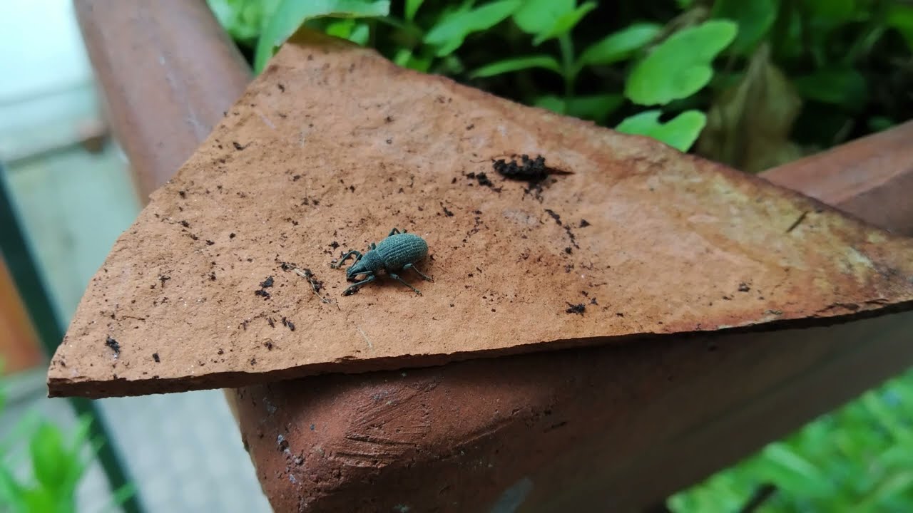 Gregor A. Mayrhofer: Insect Concerto