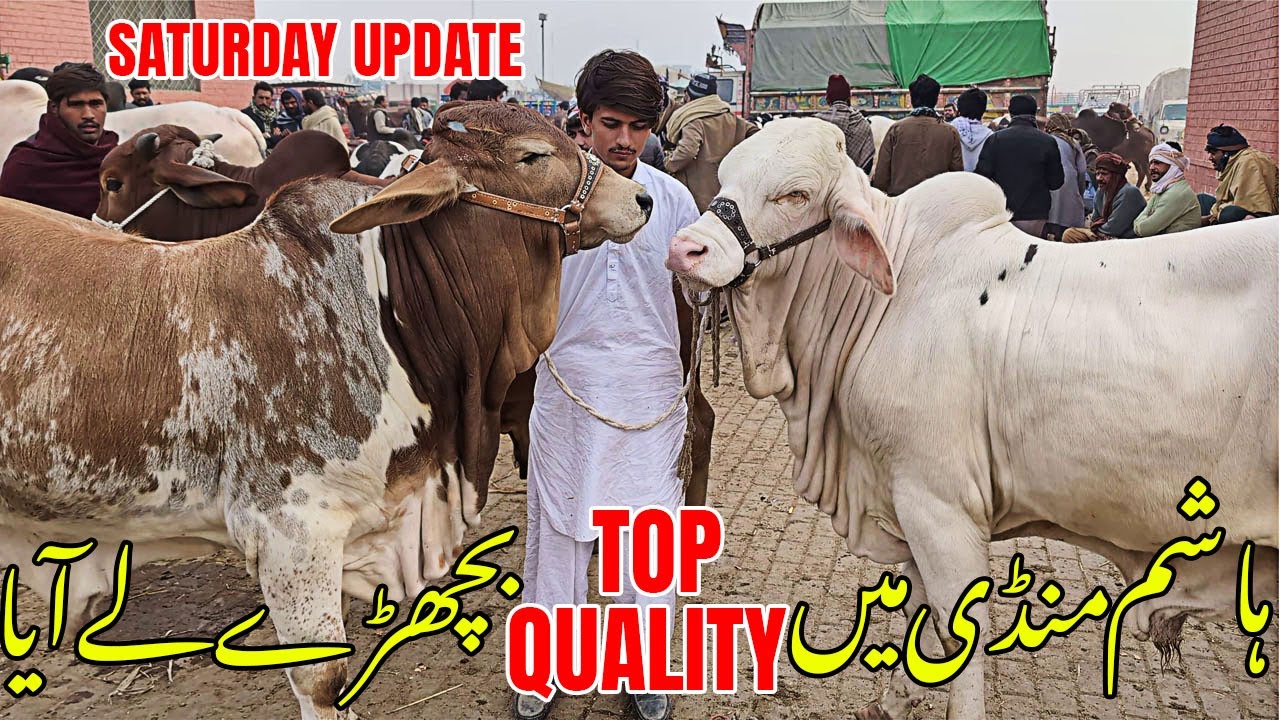 Дети Хашима ВЫСШЕГО КАЧЕСТВА 🔥 | Как обстоят дела на рынке Мултана сегодня? @SSTvs