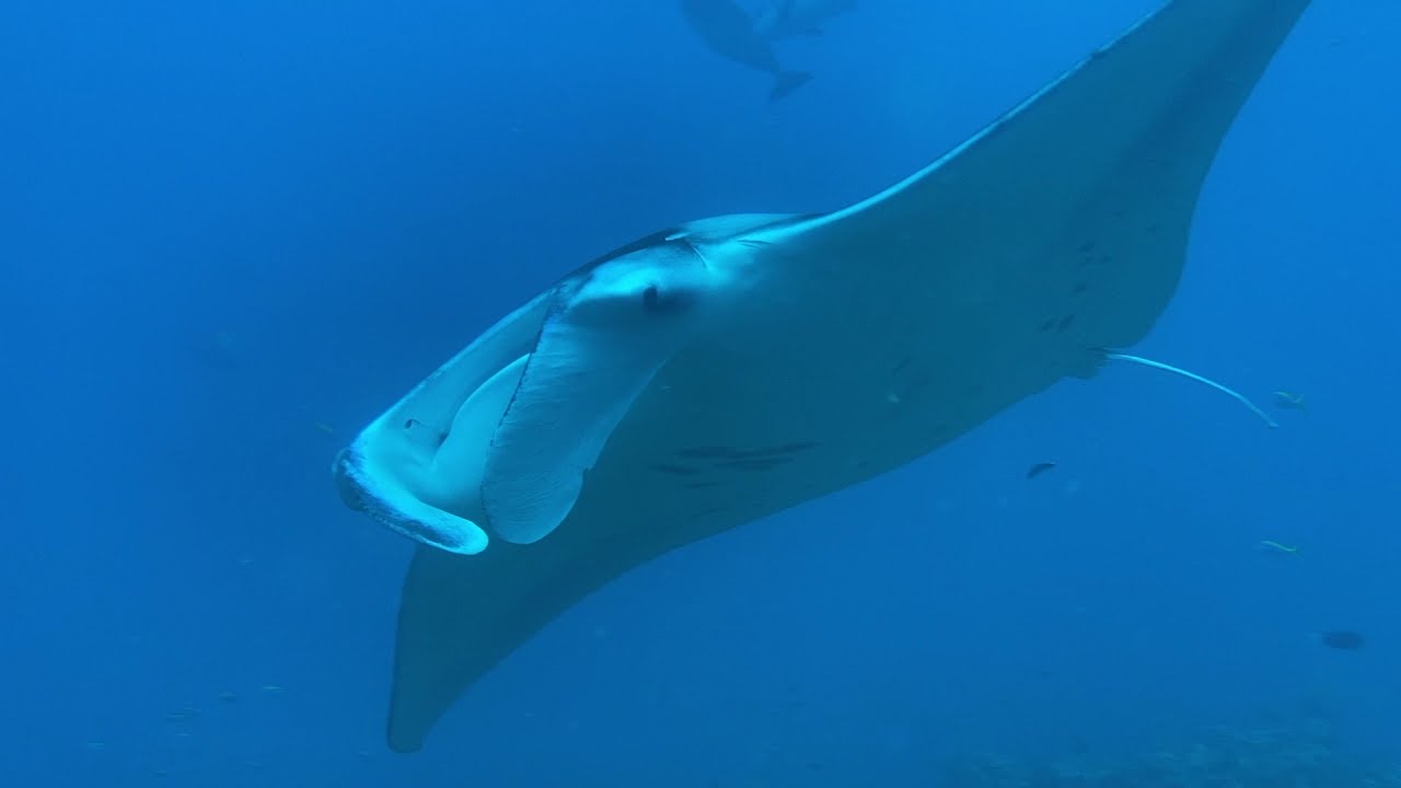 Maldives 2021 - Bandos Resort  & Carpe Diem Dive Boat