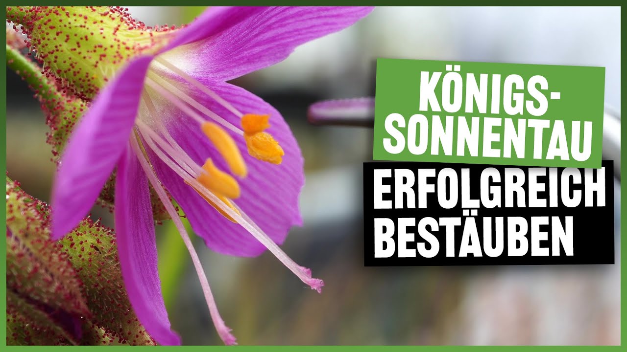 #141 Drosera regia Blüte bestäuben, so einfach wird's gemacht