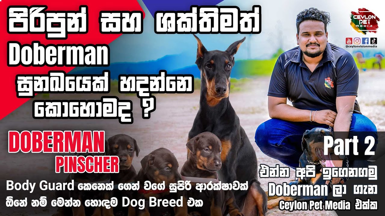 🦮පිරිපුන් සහ ශක්තිමත් 🦮 Doberman  කියන්නේ සුපිරි 😍 Guard Dog 👮🦮 කෙනෙක් | 𝗖𝗲𝘆𝗹𝗼𝗻 𝗣𝗲𝘁 𝗠𝗲𝗱𝗶𝗮 - Part 02