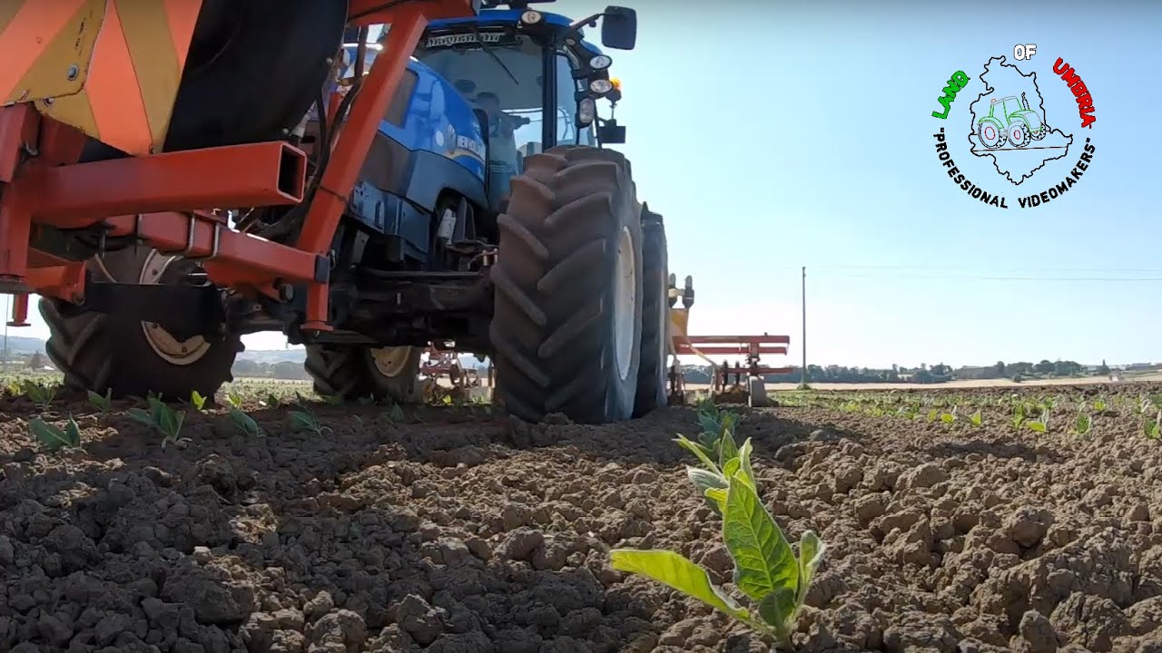 La filiera del Tabacco - Video aziendale Azienda Agricola Magnanini.