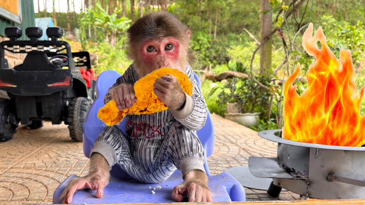 How can a monkey survive alone in an abandoned house in the forest?