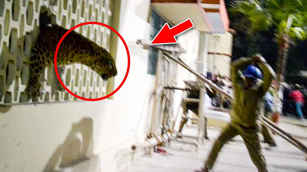 5 Leopard Encounters That Will Send Chills Up Your Spine