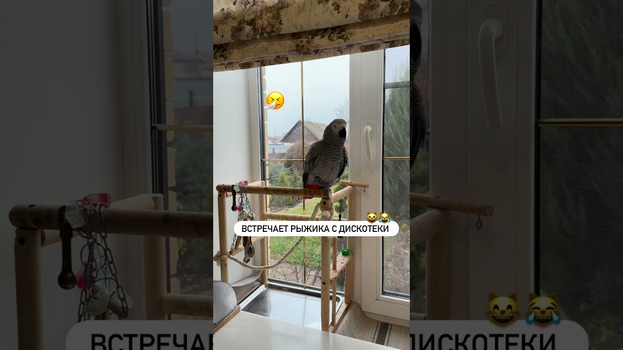 This Smart Parrot Knows When to Join the Conversation
