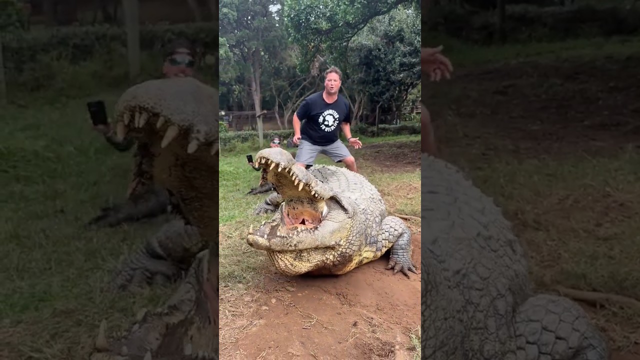 Henry the Nile crocodile #viral #shorts
