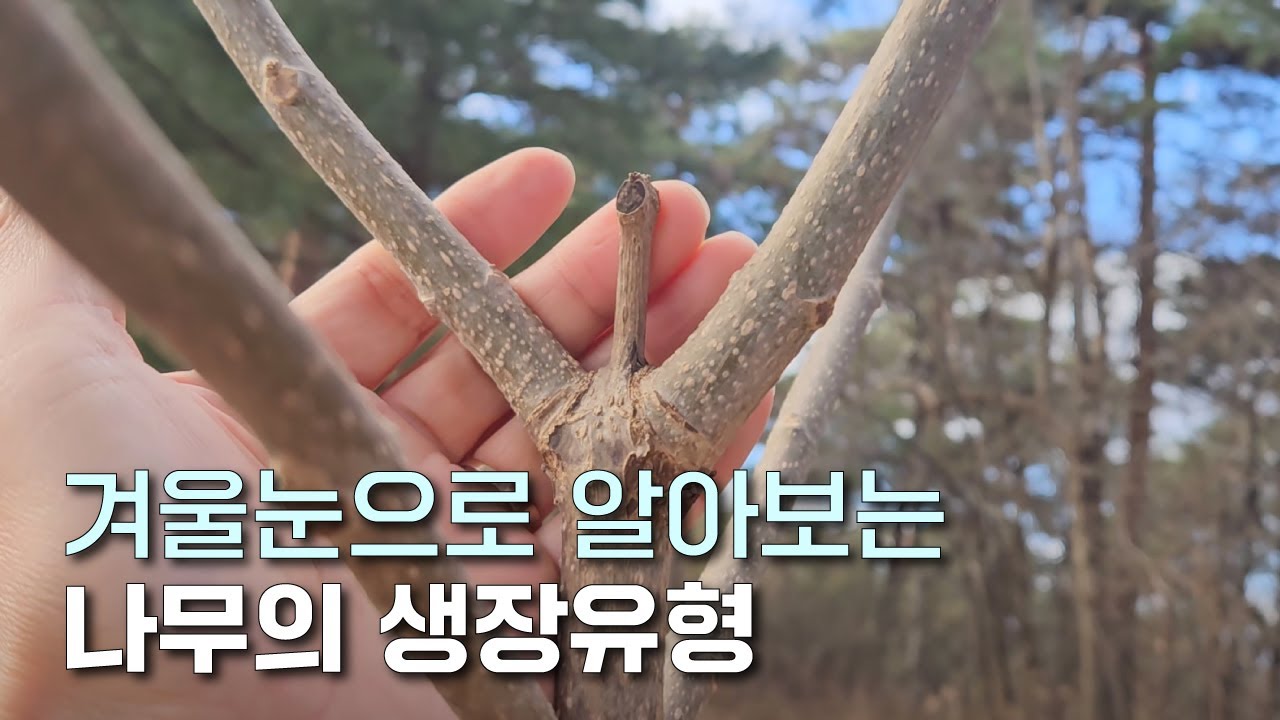 EP.138 | 겨울눈으로 겨울나무 공부 같이 해요! | 무한생장 유한생장 | 고정생장 자유생장