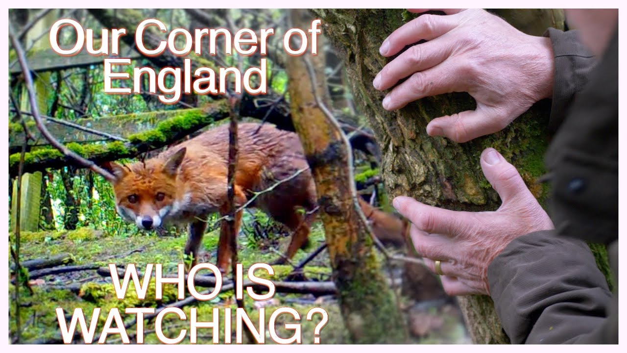 Ghosts in our Wood? Our Corner of England. Wildlife Cameras in the Thicket