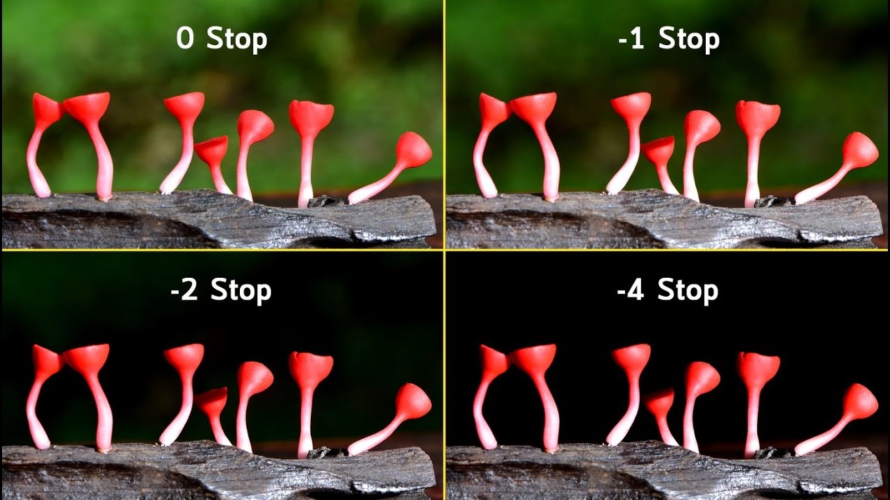 NikonClub Thailand Tutorials - Advanced Photography (ตอนที่ 4 - การถ่ายภาพมาโครด้วยแสงแฟลช)