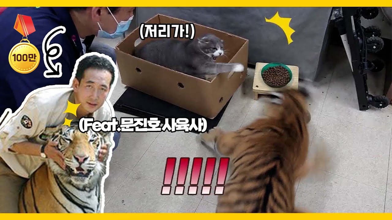 [ENG SUB] [조회수 150만뷰 레전드] 호랑이 누님의 동물원 서열정리 (Feat.문진호 사육사) | The Baby Tiger and the Zookeeper